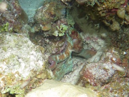 097 Reef Octopus IMG 5270